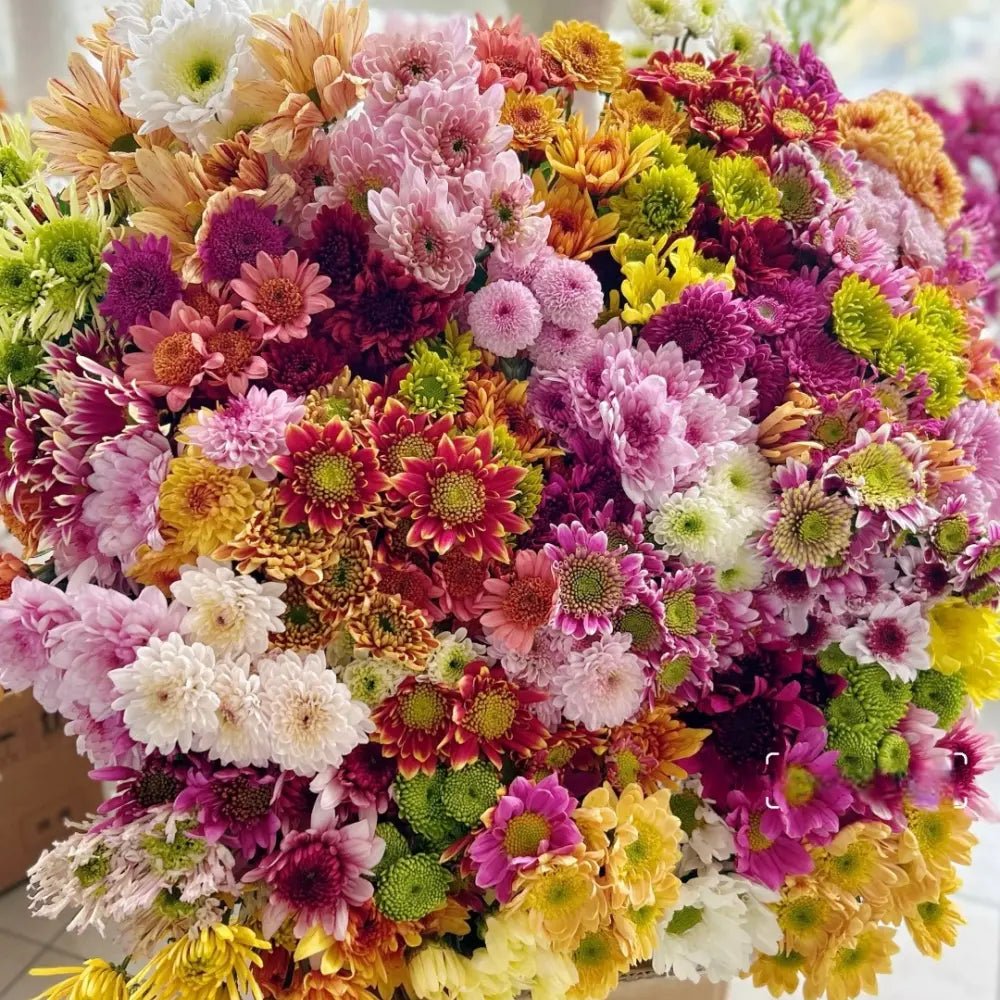 Mixed Color Bellis Perennis Daisy Seeds - Verdseeds
