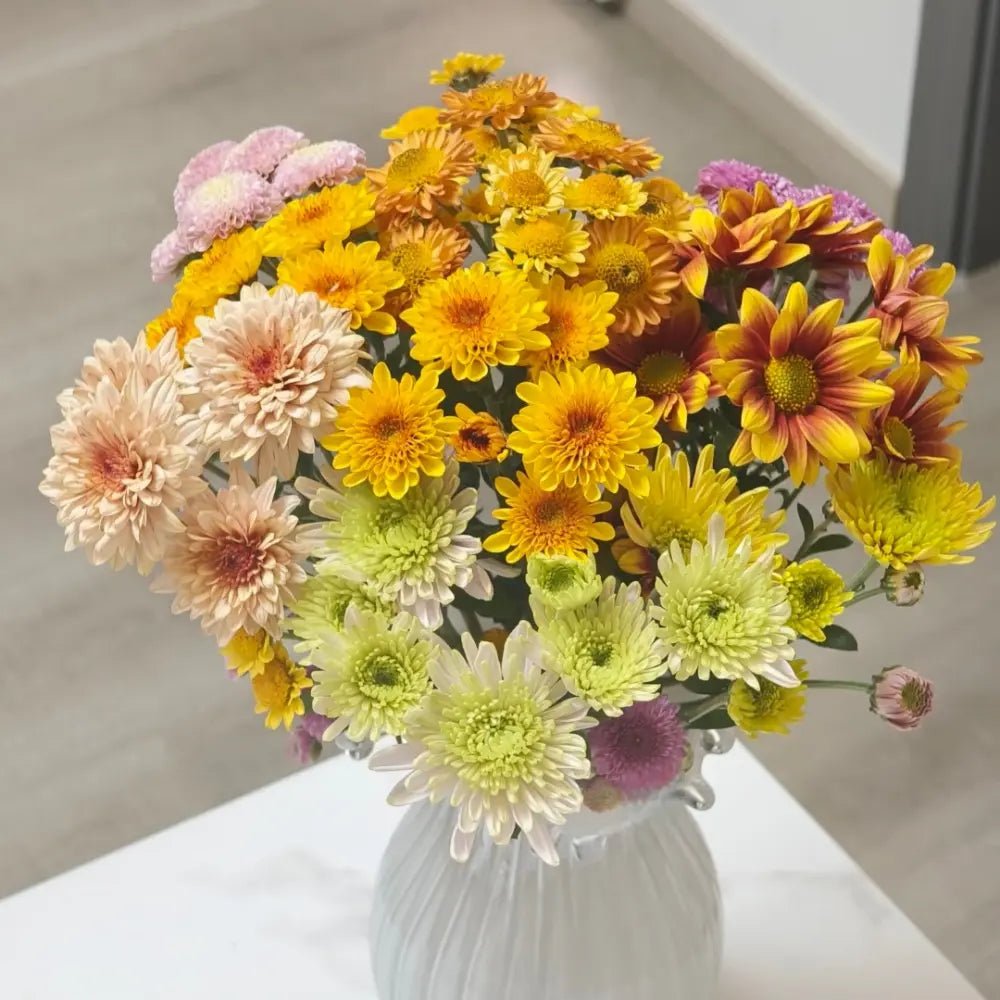 Mixed Color Bellis Perennis Daisy Seeds - Verdseeds