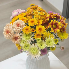Mixed Color Bellis Perennis Daisy Seeds - Verdseeds