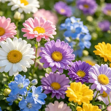 Mixed Color Brachyscome Seeds - Verdseeds