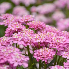 Mixed Color Catchfly Seeds - Verdseeds