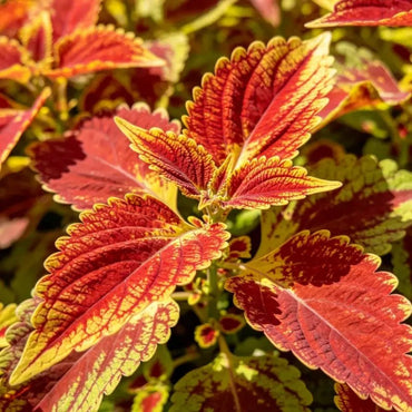 Mixed Color Coleus Seeds - Verdseeds