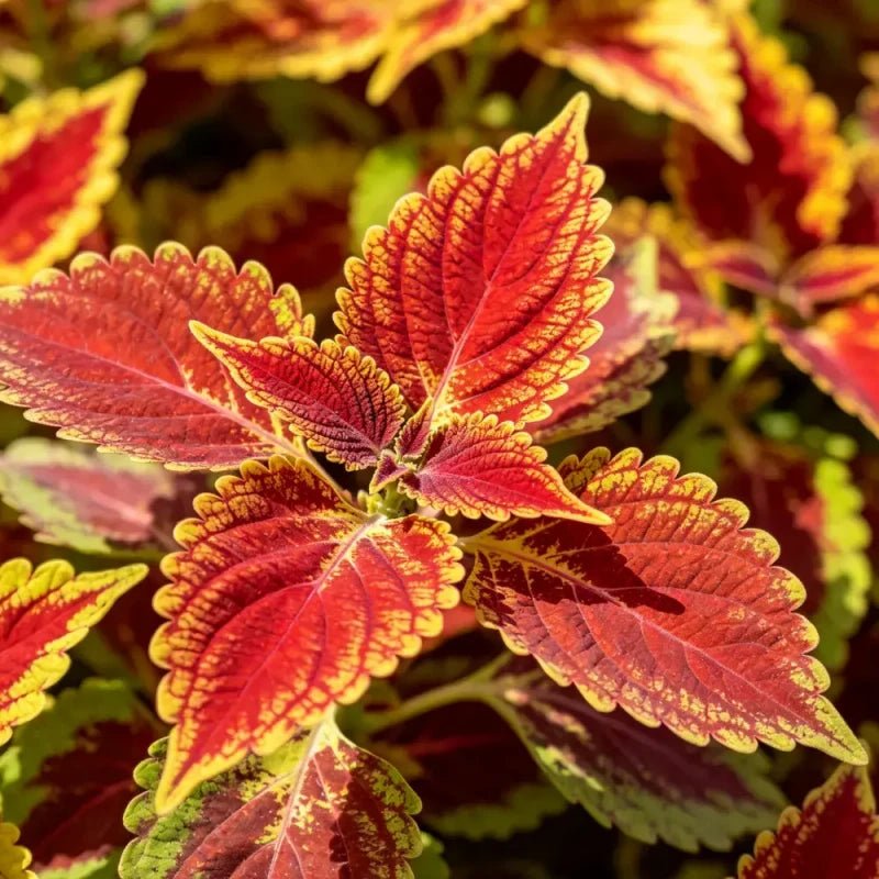 Mixed Color Coleus Seeds - Verdseeds