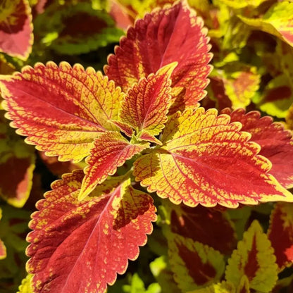 Mixed Color Coleus Seeds - Verdseeds