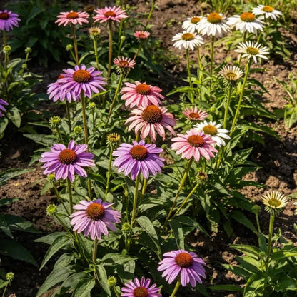 Mixed Color Coneflower Seeds - Verdseeds