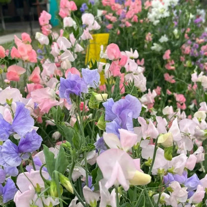 Mixed Color Cut Flower Sweet Pea Seeds - Verdseeds