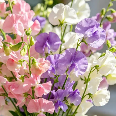 Mixed Color Cut Flower Sweet Pea Seeds - Verdseeds