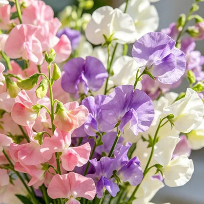 Mixed Color Cut Flower Sweet Pea Seeds - Verdseeds