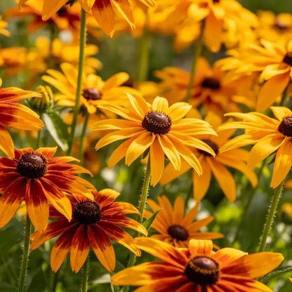 Mixed Color Cutleaf Coneflower Seeds - Verdseeds