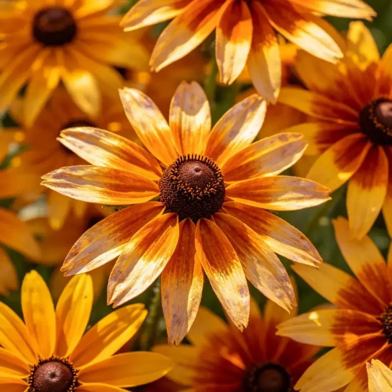 Mixed Color Cutleaf Coneflower Seeds - Verdseeds