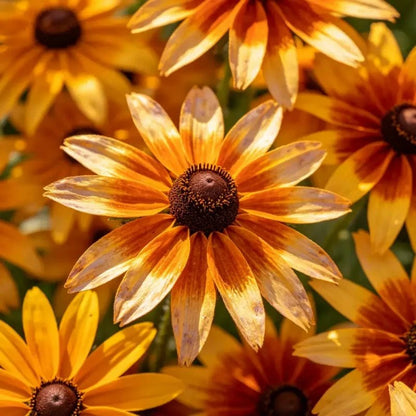 Mixed Color Cutleaf Coneflower Seeds - Verdseeds