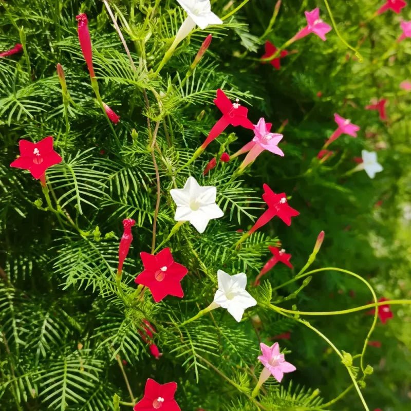 Mixed Color Cypress Vine Seeds - Verdseeds