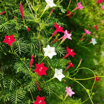 Mixed Color Cypress Vine Seeds - Verdseeds