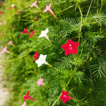 Mixed Color Cypress Vine Seeds - Verdseeds