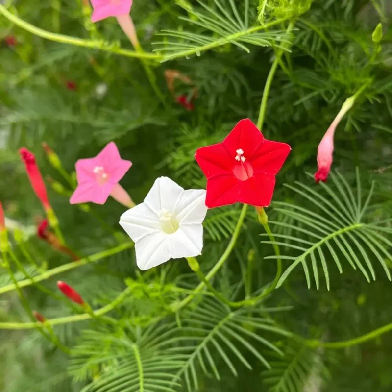 Mixed Color Cypress Vine Seeds - Verdseeds