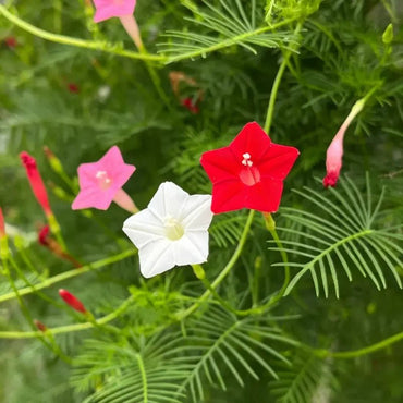 Mixed Color Cypress Vine Seeds - Verdseeds