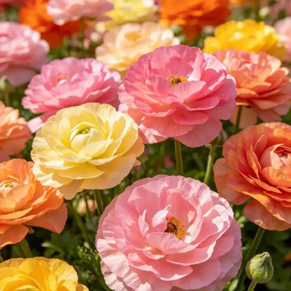 Mixed Color Double Petal California Poppy Seeds - Verdseeds