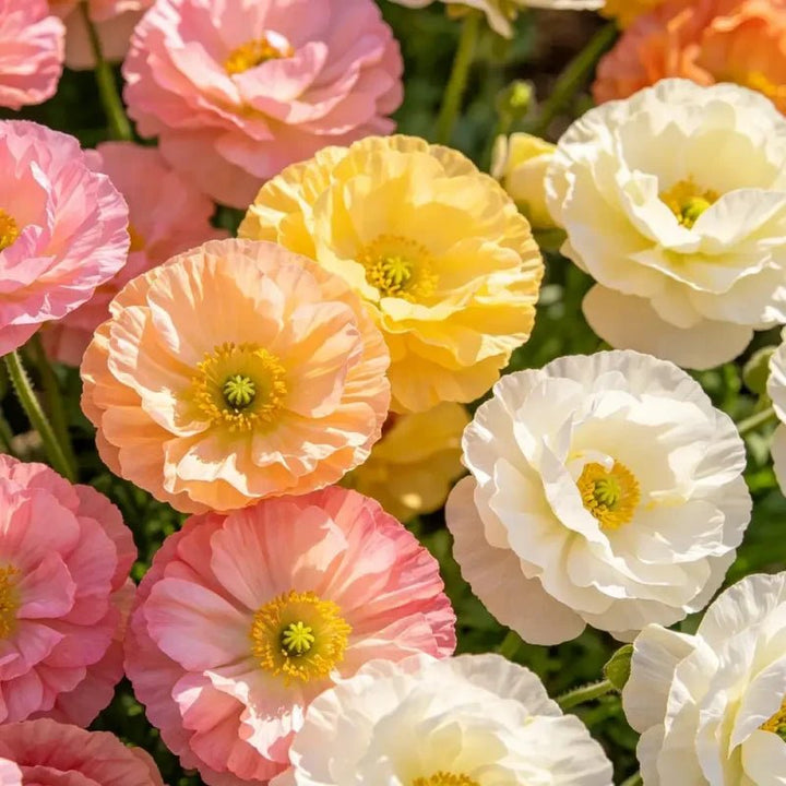 Mixed Color Double Petal California Poppy Seeds - Verdseeds