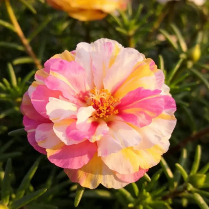 Mixed Color Double Petals Moss Rose Seeds - Colorful Day Series - Verdseeds