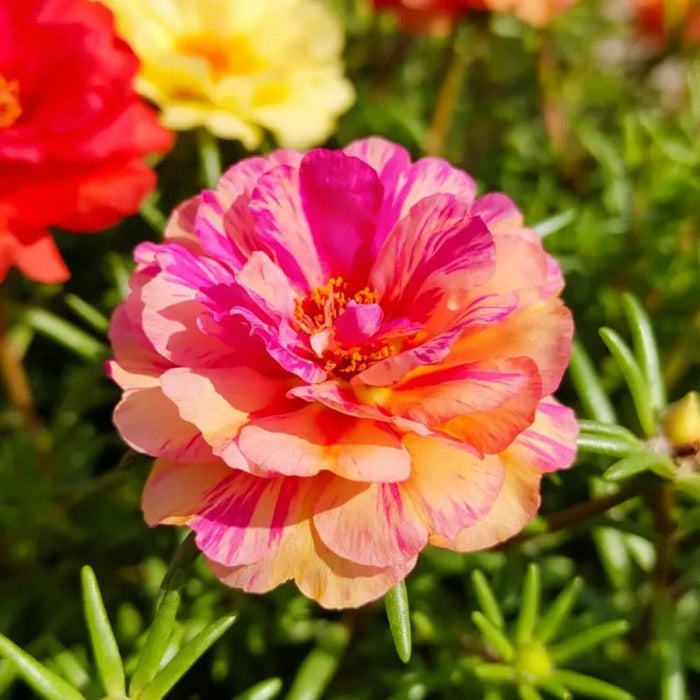 Mixed Color Double Petals Moss Rose Seeds - Colorful Day Series - Verdseeds