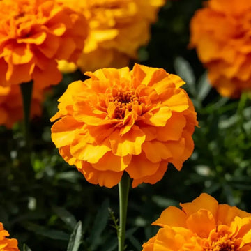 Sulfur Cosmos