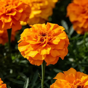 Mixed Color Double Petals Sulfur Cosmos Seeds - Verdseeds