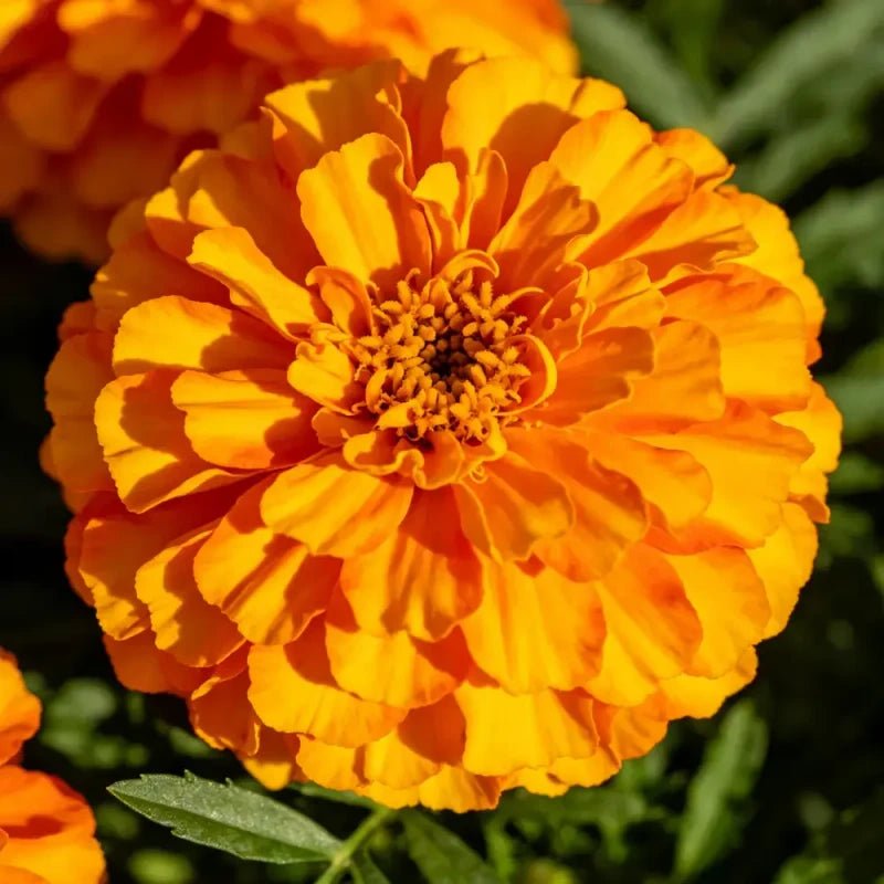 Mixed Color Double Petals Sulfur Cosmos Seeds - Verdseeds