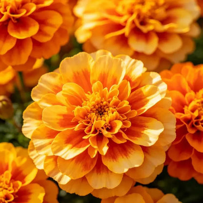 Mixed Color Double Petals Sulfur Cosmos Seeds - Verdseeds