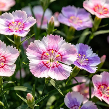 Mixed Color Dwarf Chinese Pink Seeds - Verdseeds