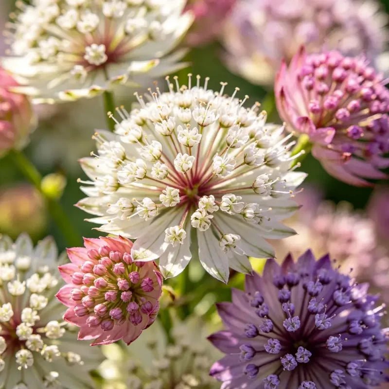 Mixed Color Fairy Candytuft Seeds - Verdseeds