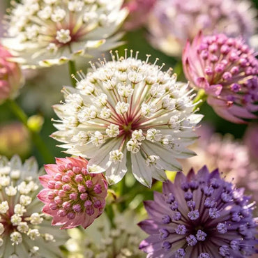 Mixed Color Fairy Candytuft Seeds - Verdseeds