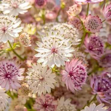 Mixed Color Fairy Candytuft Seeds - Verdseeds