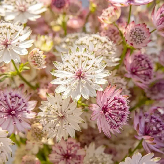 Mixed Color Fairy Candytuft Seeds - Verdseeds
