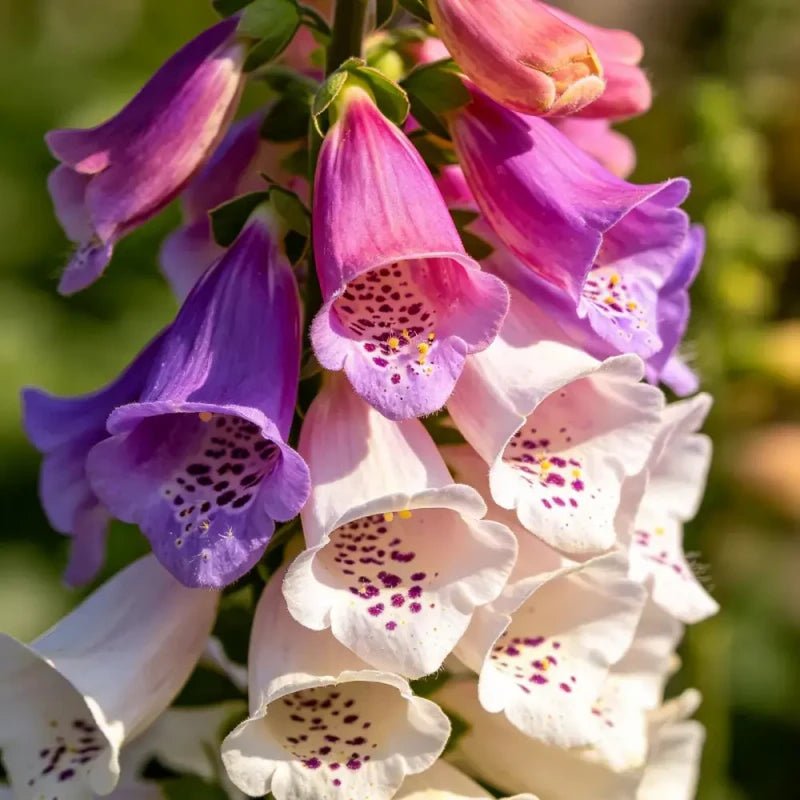 Mixed Color Flower Tube Foxglove Seeds - Verdseeds