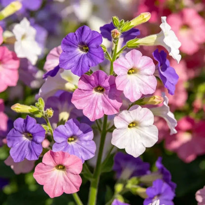 Mixed Color Flowering Tobacco (Nicotiana alata) Seeds - Verdseeds