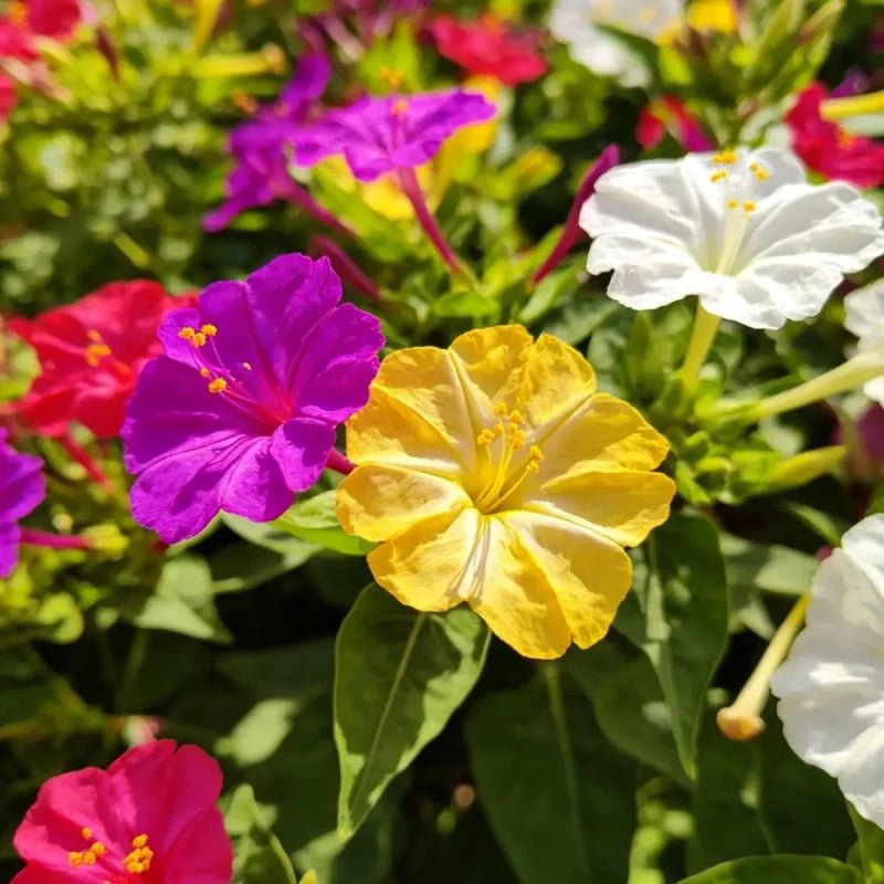 Mixed Color Four O'Clock Flower Seeds - Verdseeds
