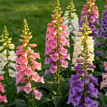 Mixed Color Foxglove Seeds - Verdseeds