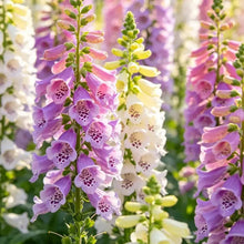 Mixed Color Foxglove Seeds - Verdseeds