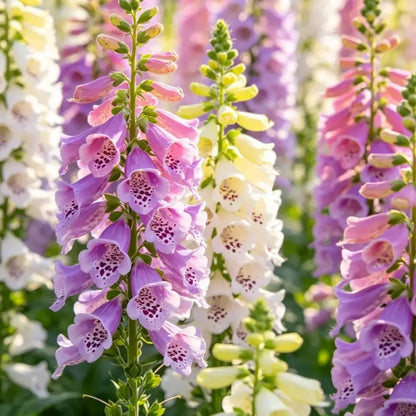Mixed Color Foxglove Seeds - Verdseeds