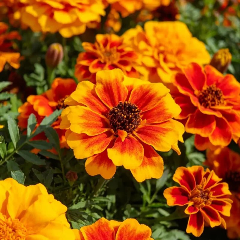 Mixed Color French Marigold Seeds - Verdseeds