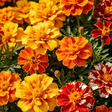 Mixed Color French Marigold Seeds - Verdseeds