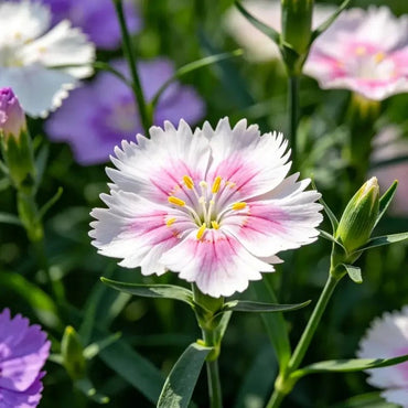 Mixed Color Garden Pink Seeds - Verdseeds