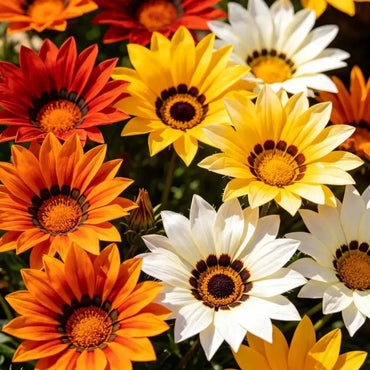 Mixed Color Gazania Seeds - Verdseeds