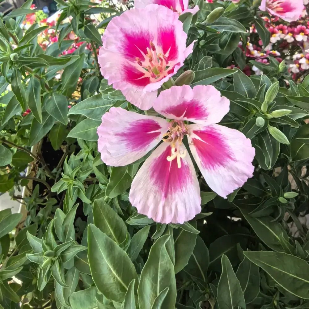 Mixed Color Godetia Seeds - Verdseeds