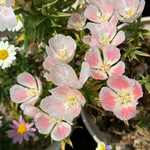 Mixed Color Godetia Seeds - Verdseeds