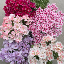 Mixed Color Godetia Seeds - Verdseeds