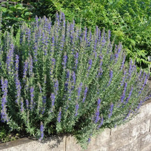 Mixed Color Hyssop Seeds - Verdseeds