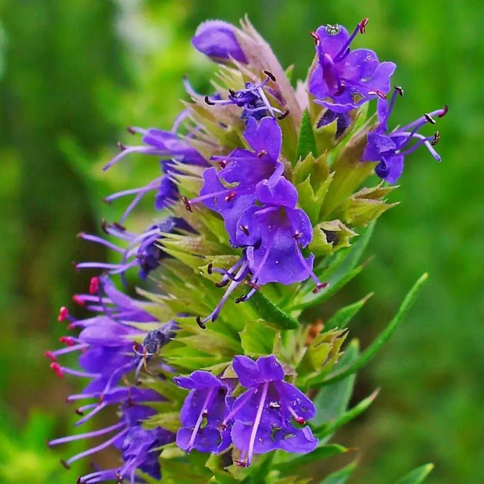 Mixed Color Hyssop Seeds - Verdseeds