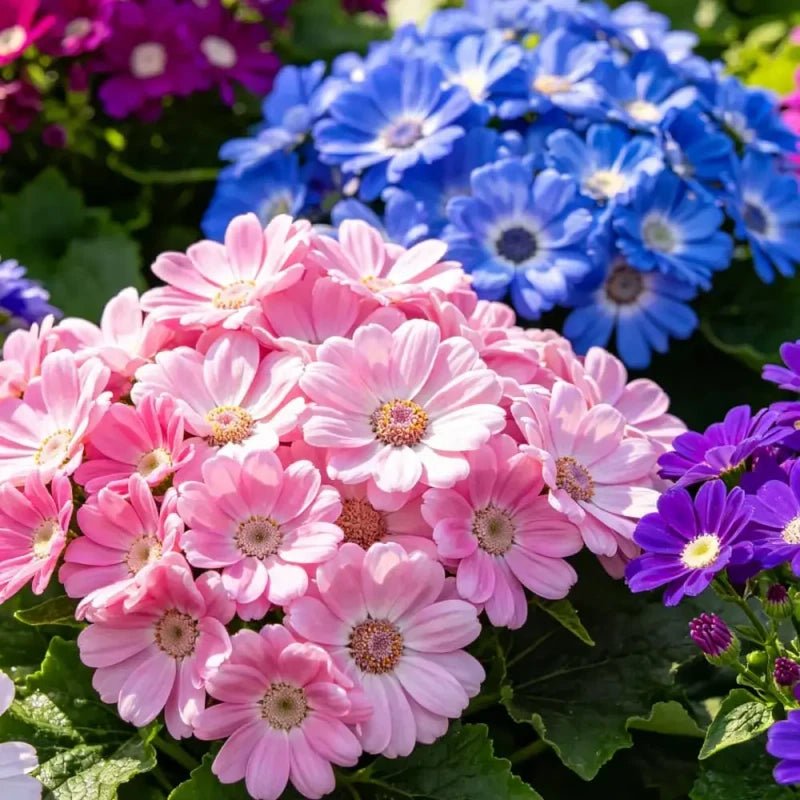 Mixed Color Large - Flowered Cineraria Seeds - Verdseeds