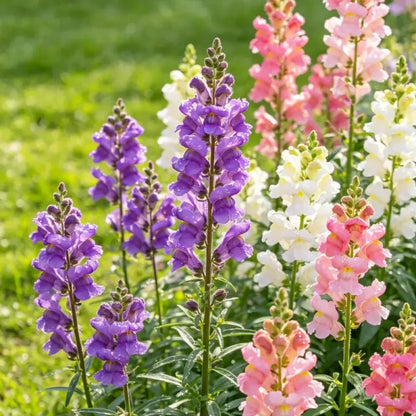 Mixed Color Linaria Seeds - Verdseeds